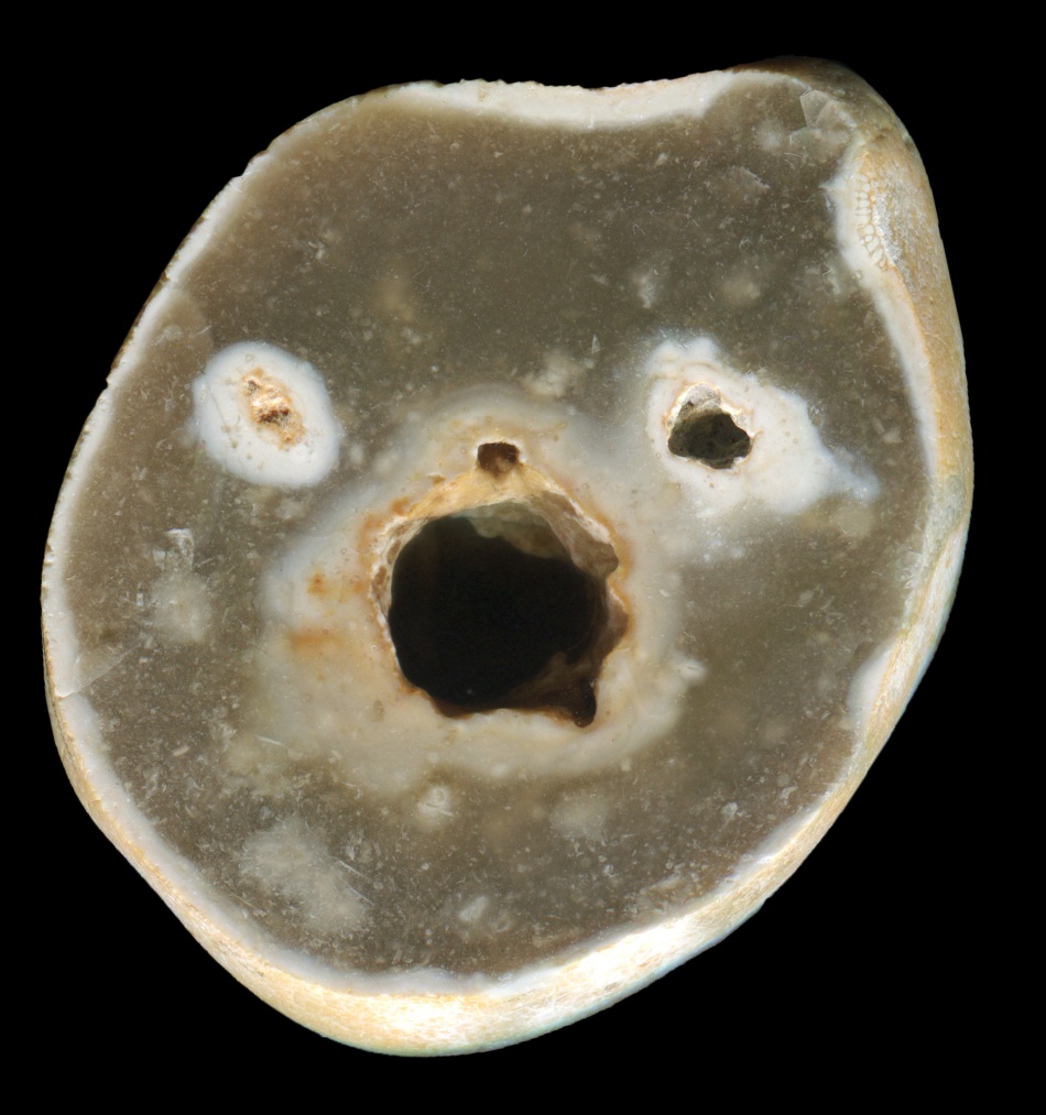 Pevensey Bay Flint 'The Face'