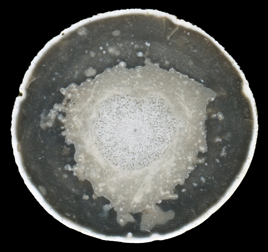 Beautiful Round Flint with Fossil Sponge