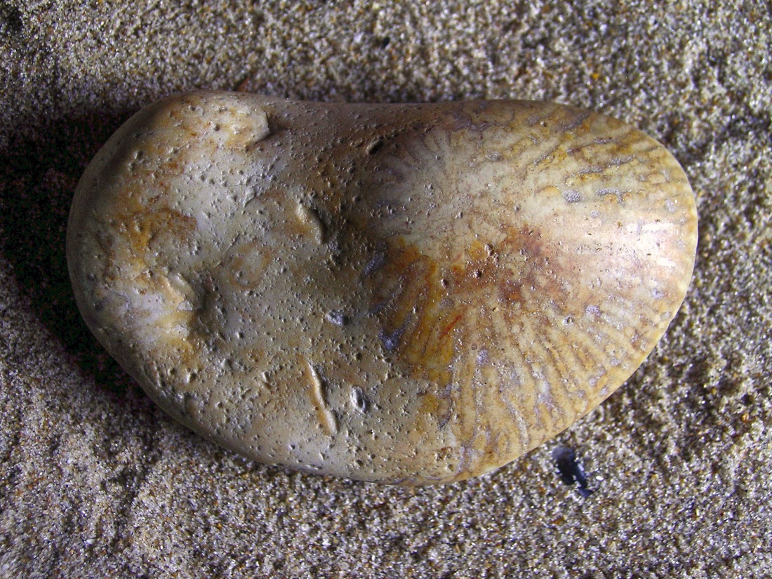 Flint with Fossil Mushroom Coral