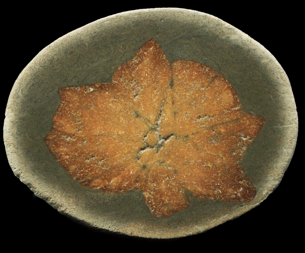 Glendonite in Sandstone Concretion - Calcite Pseudomorph After Ikaite