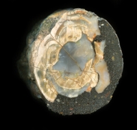 Hollow Moor Thunderegg