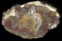 Dutch Donny Thunderegg