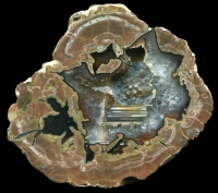 Opal Butte Turkey Tail