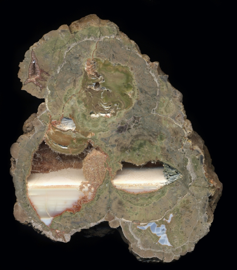 Fallen Tree Thunderegg
